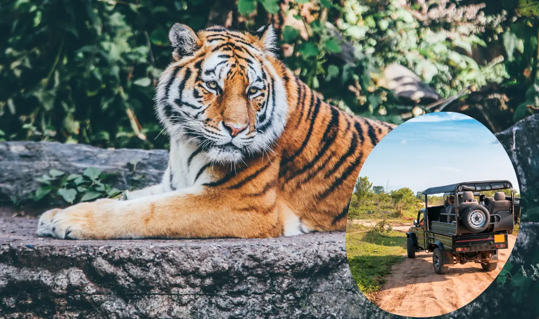 Ranthambore Safari