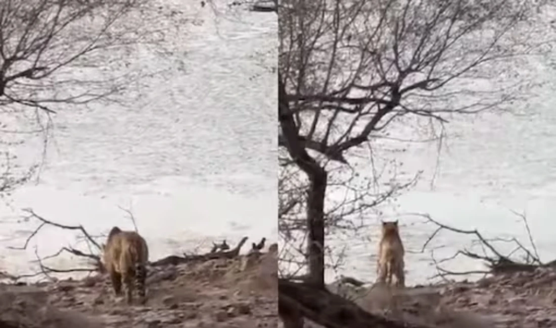 Visitors Document Stunning Encounter Between Tigress and Crocodile at Ranthambore