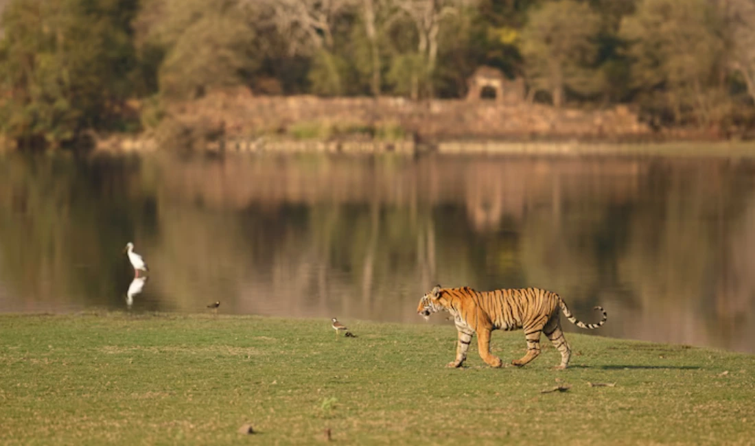 Things to Do in Ranthambore