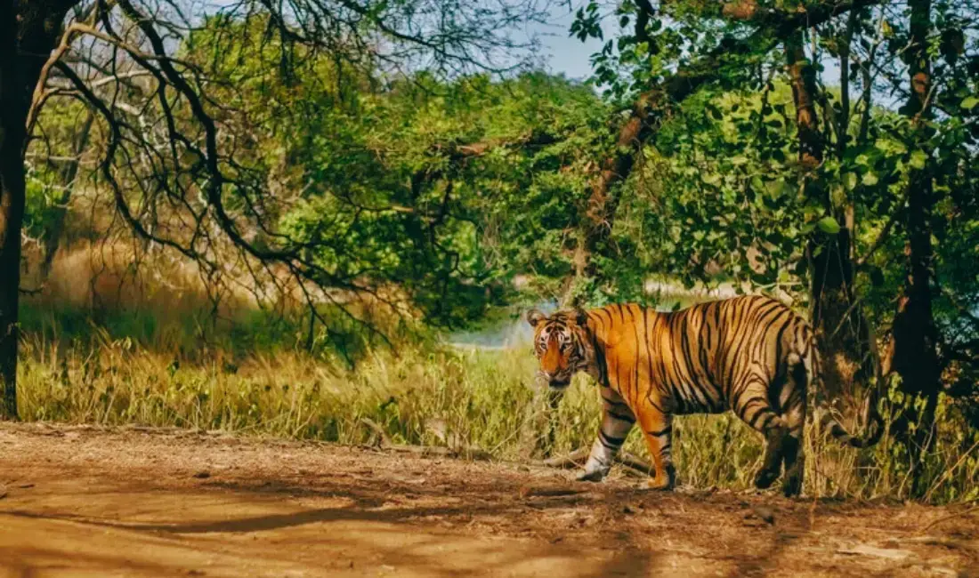 How To Reach Ranthambore: Checkout the Routes