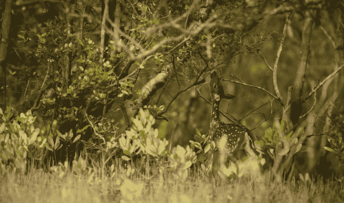 What is the difference between National Park and Wildlife Sanctuary?
